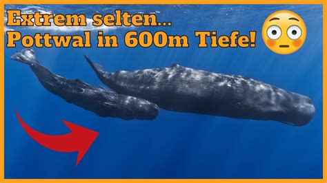 duftstoff vom pottwal